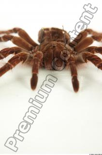 Theraphosa blondi 0047